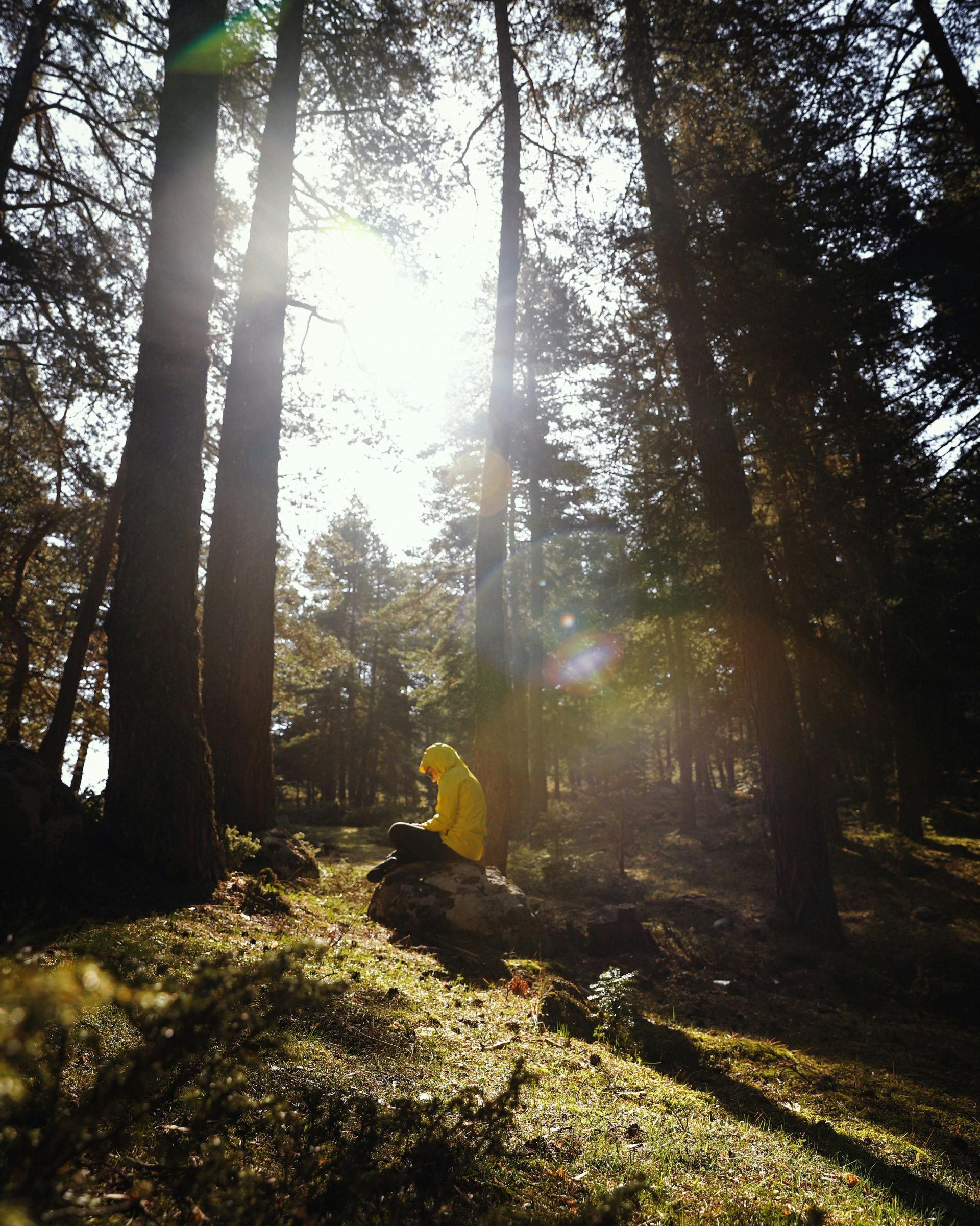 A person in a yellow jacket sits peacefully in a sunlit forest in Avcılar, Istanbul.