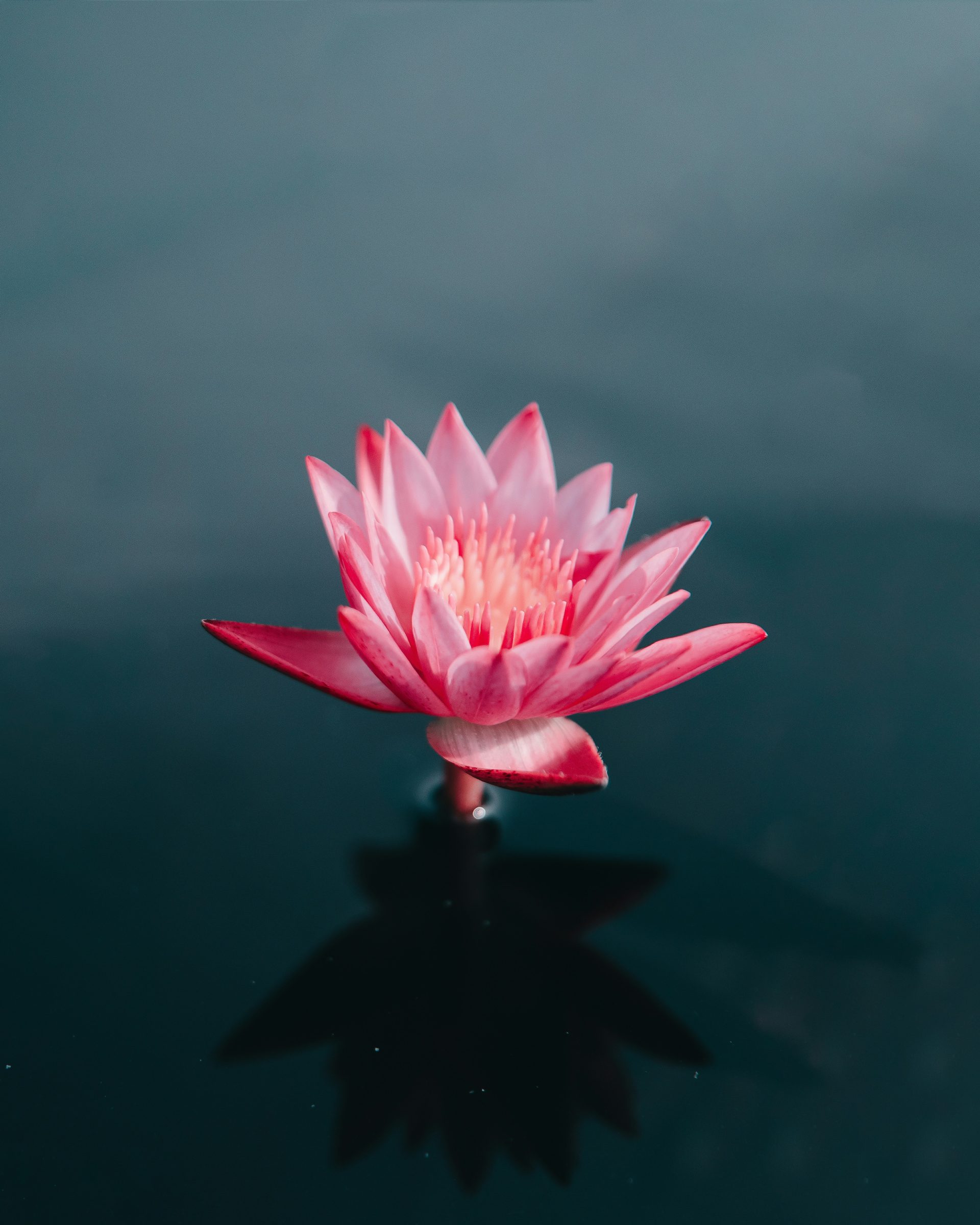 pink flowers on body of water